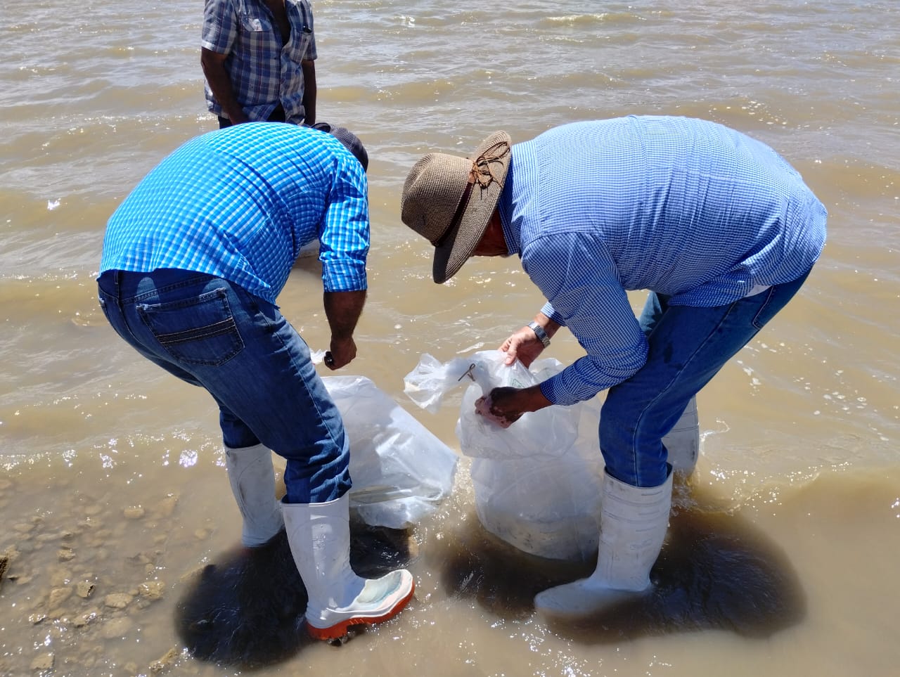 Incentiva el IAES desarrollo económico con repoblamiento de tilapia en “El Molinito”